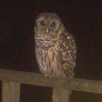 My Friend the Owl
