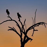 Hunting Hour- Arizona Great Horned Owls
