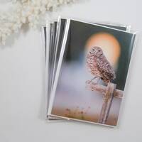 Burrowing Owl Note Cards, Set of 5 Bird Notecards, Blank Cards, Owl Stationery, Owl Greeting...