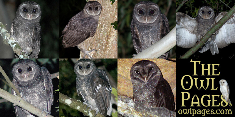 Greater Sooty Owls Diet For Kids