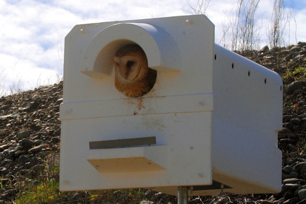 Adult Barn Owl at nest Box