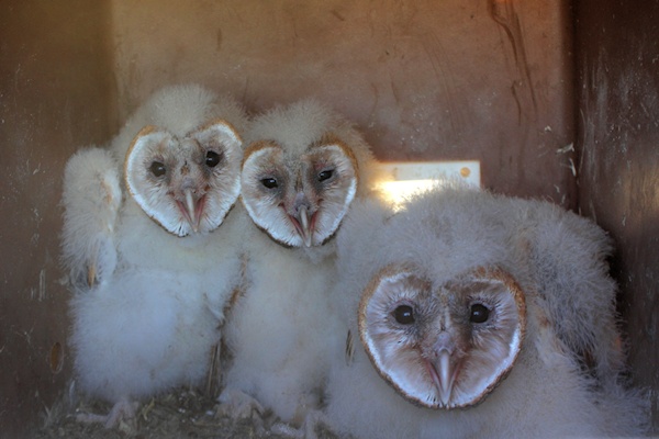 Young Barn Owls in nest box