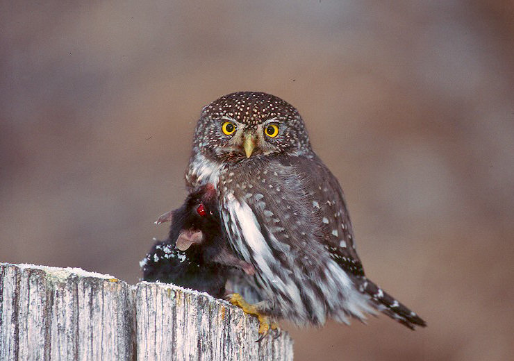 Northern Pygmy Owl with prey
