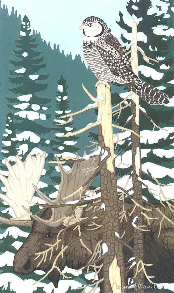 Hawk Owl and Moose painting
