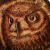 Owl pyrography by Carlo Ferrario