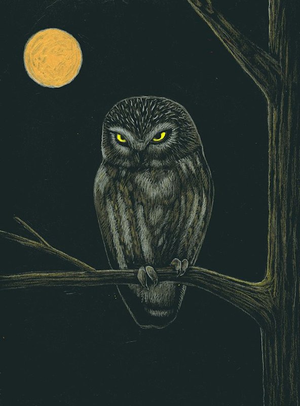 painting of a Little Owl