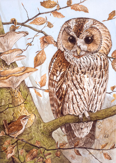 Tawny Owl and wrenpainting