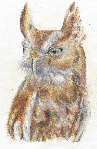 Scops Owl art