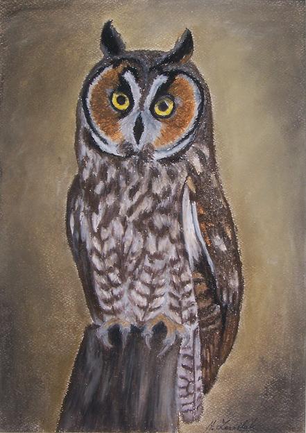 painting of a Long-eared Owl