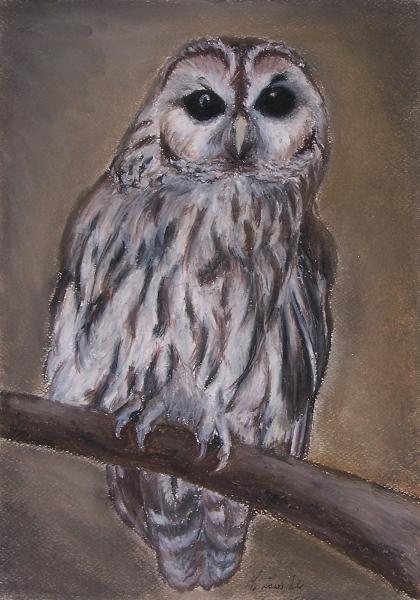 painting of a Tawny Owl