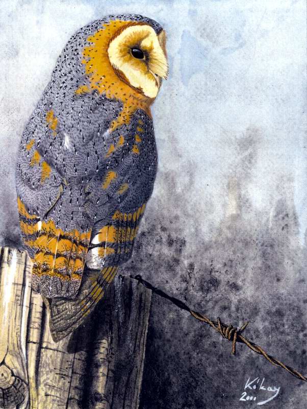painting of Barn owl