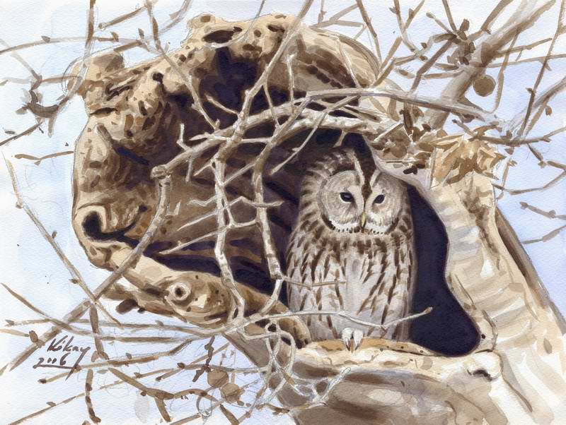 painting of Tawny owl