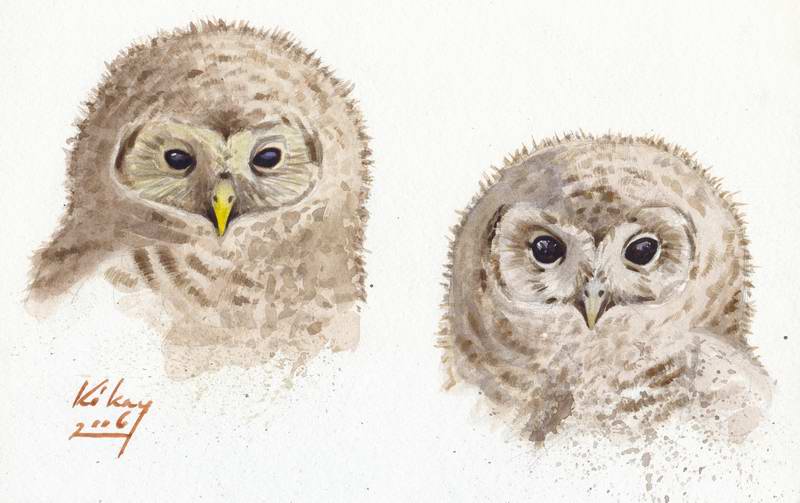 painting of Ural owl and tawny owl chicks