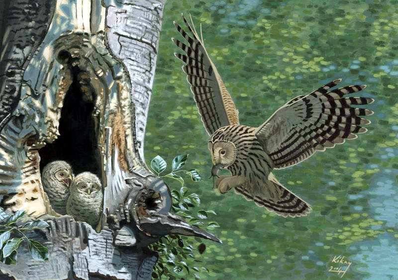 painting of Ural owls at nest