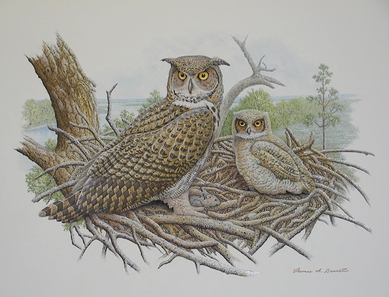 painting of Great Horned Owls at nest