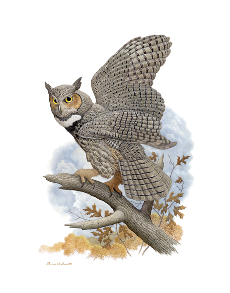 painting of a Great Horned Owl
