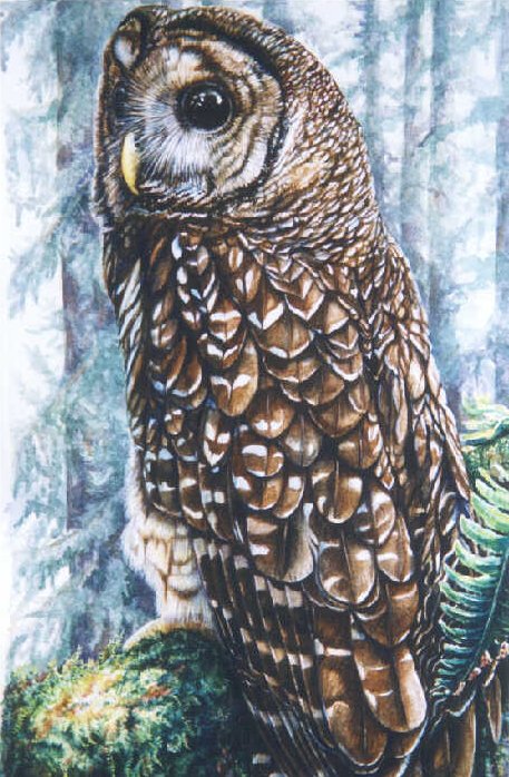 Northern Spotted Owl painting