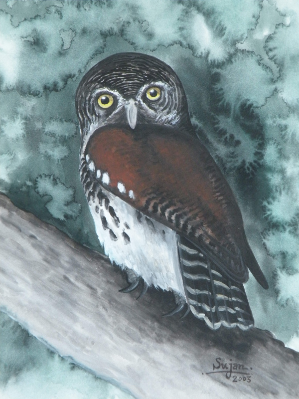 painting of a Chestnut-backed Owlet