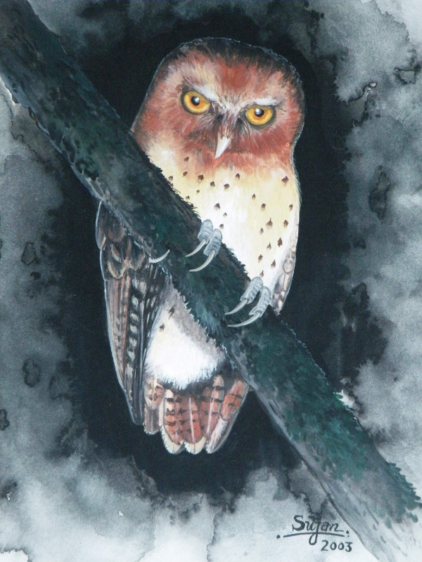 painting of a Serendib Scops Owl