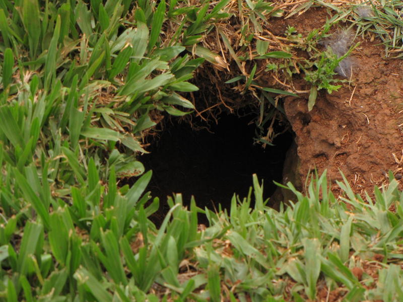 Burrowing Owl burrow