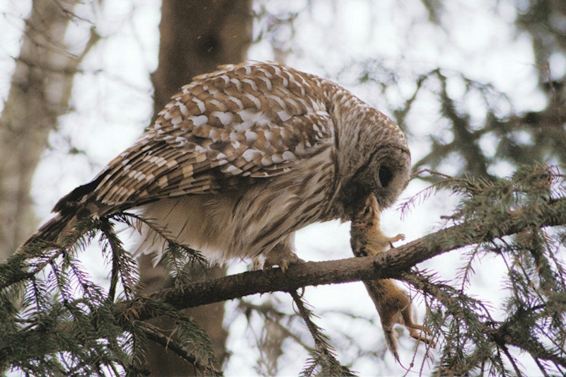 Barred Owl with prey