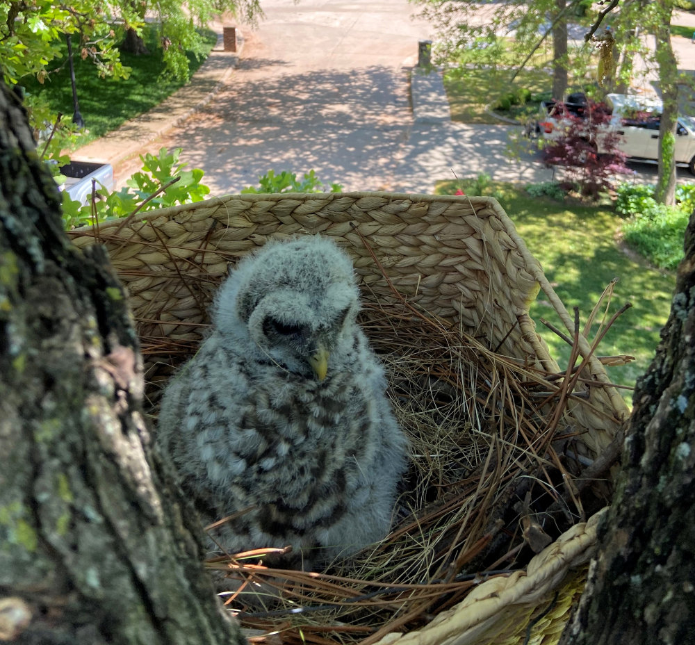 Baby Barred Owl in nest
