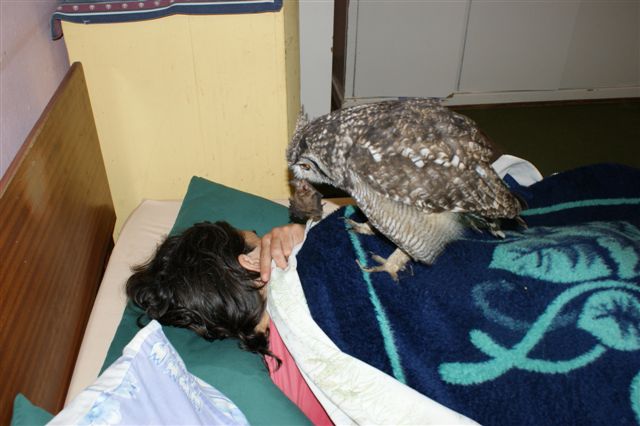 The Caring Owl