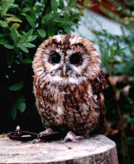 Eric the Tawny Owl