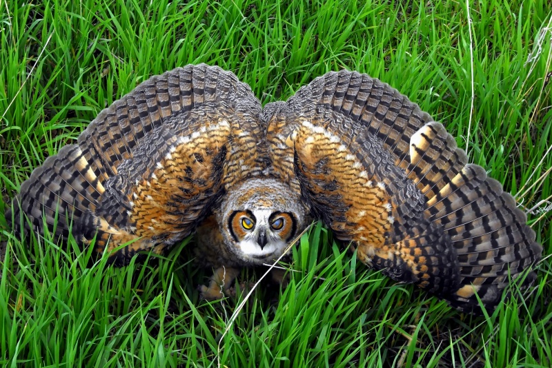 Great Horned Owl threat display
