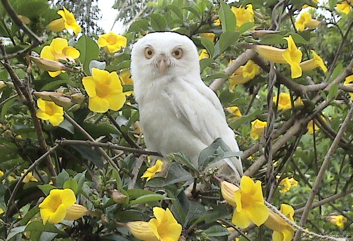 Leucistic Spotted Owlet