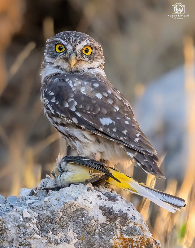 Little Owl eating songbird