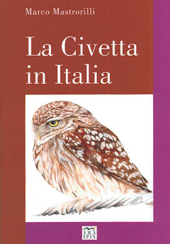 Little Owls in Italy