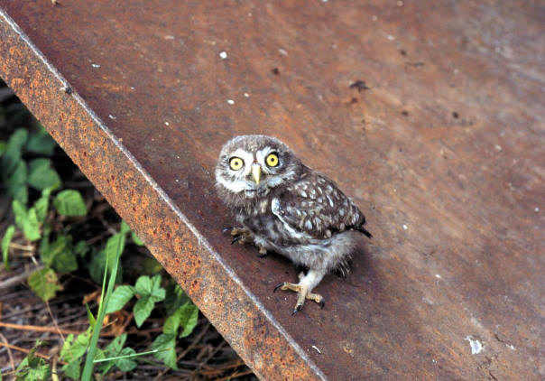 Little Owl hatching 5