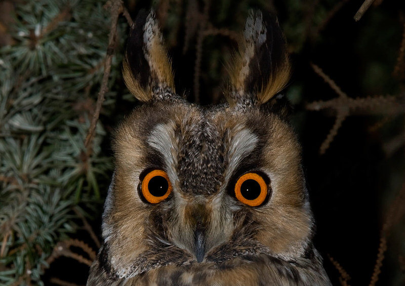 Long-eared Owl facial features