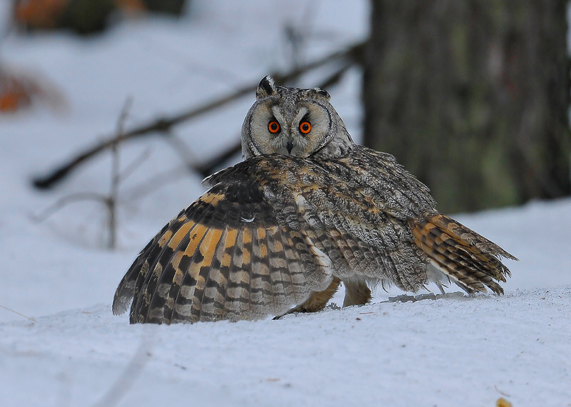 Long-eared Owl mantling prey