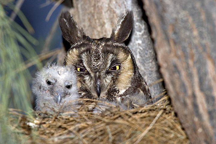 Long-eared Owls at nest