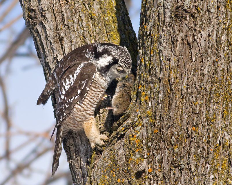 Northern Hawk Owl caching prey