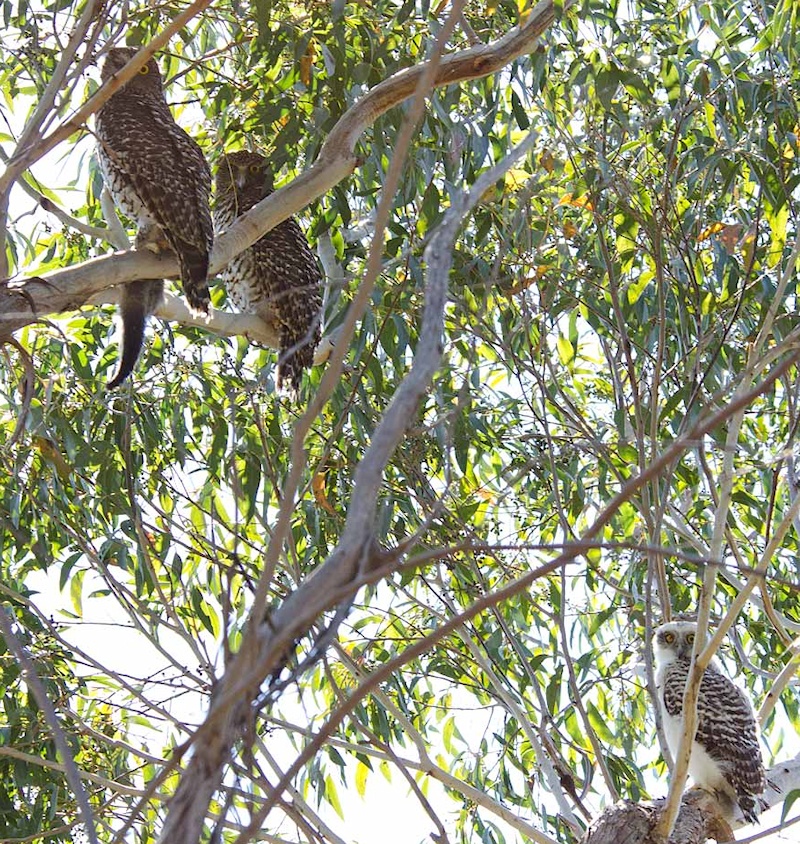 Family of Powerful Owls