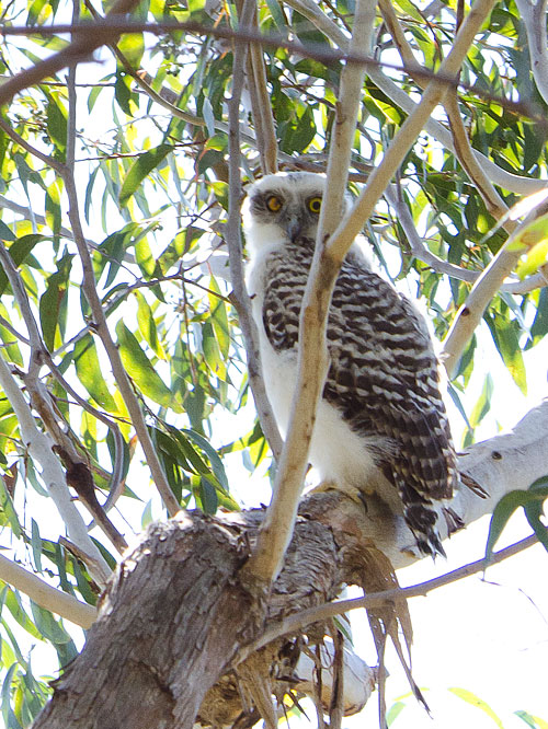 Juvenile one-eyed Powerful Owl