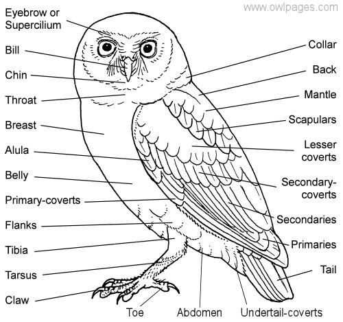 owl parts