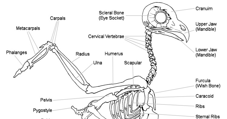 Owl Skeletal System - The Owl Pages