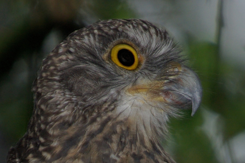Powerful Owl face and bill