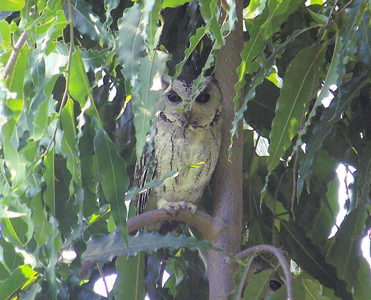 Indian Scops Owls at roost