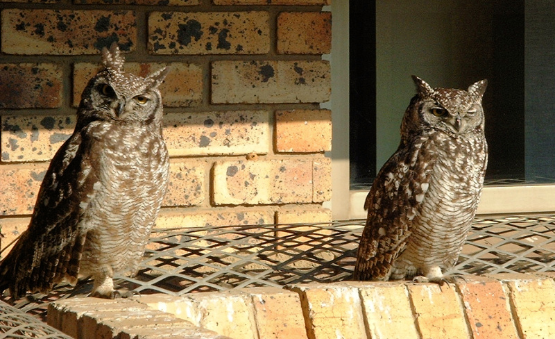 Spotted Eagle Owls