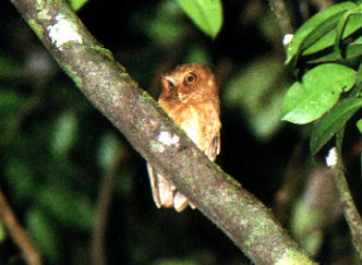 Sri Lanka Scops Owl