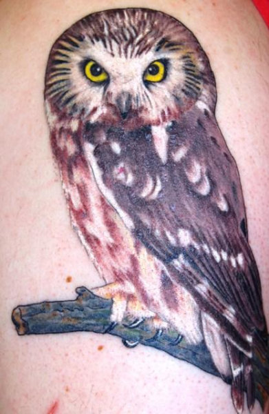 Saw-whet Owl tattoo