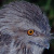 Myth of the Tawny Frogmouth 'Owl'
