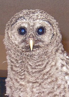 Baby Barred Owl