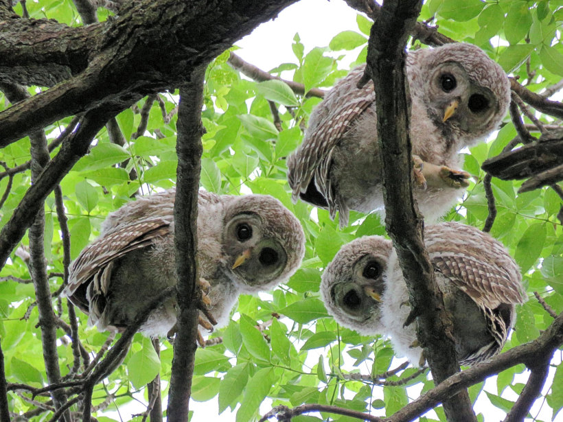 Curious baby Barred Owls