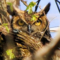 Incognito Great Horned Owl